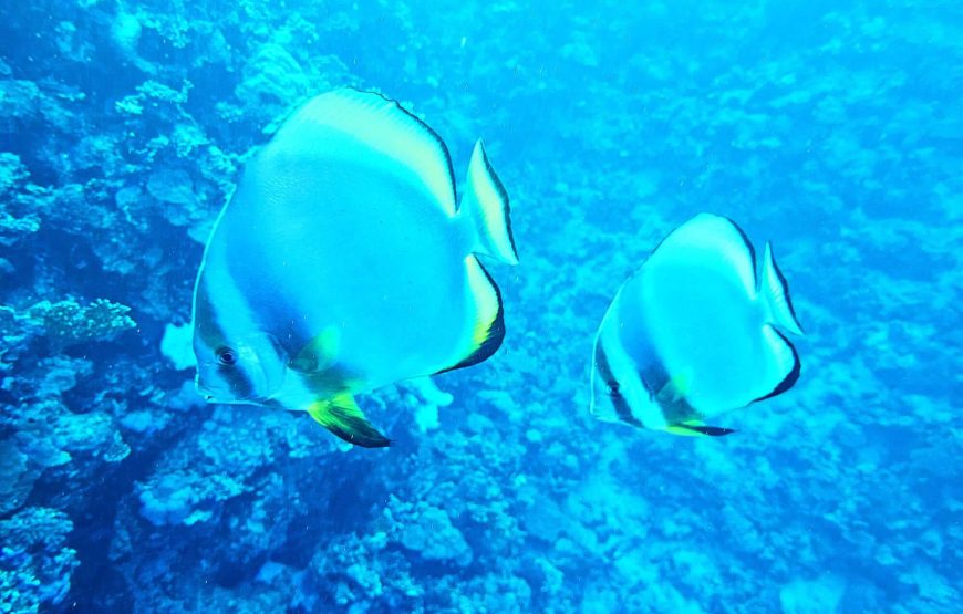 2 Dives by Boat or by Shore (Certified Divers)