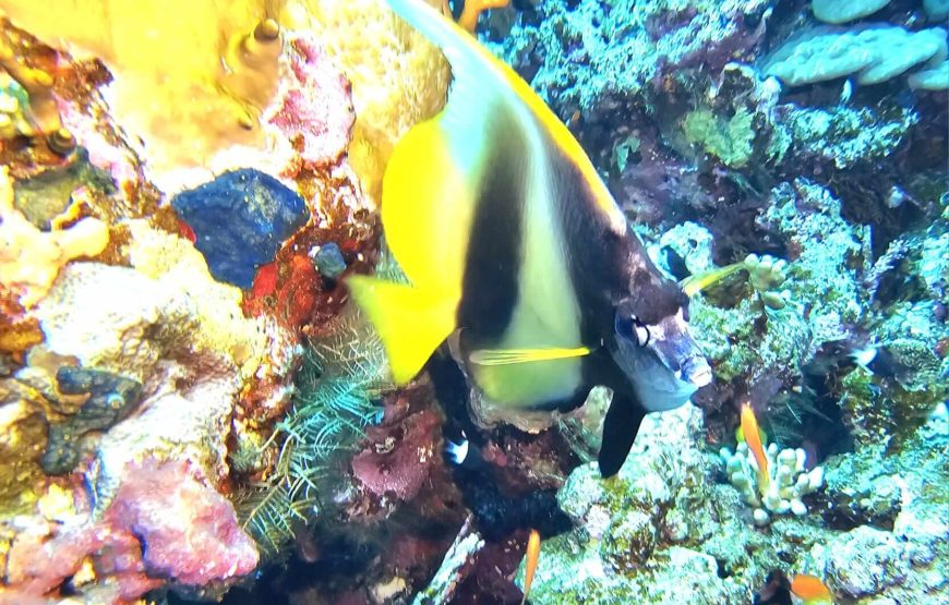 2 Dives by Boat or by Shore (Certified Divers)