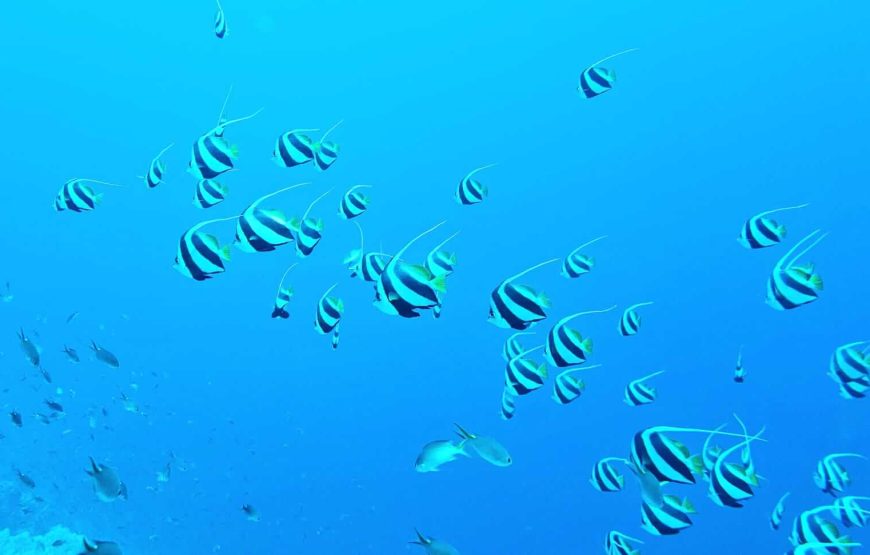Shore Dive for non-divers